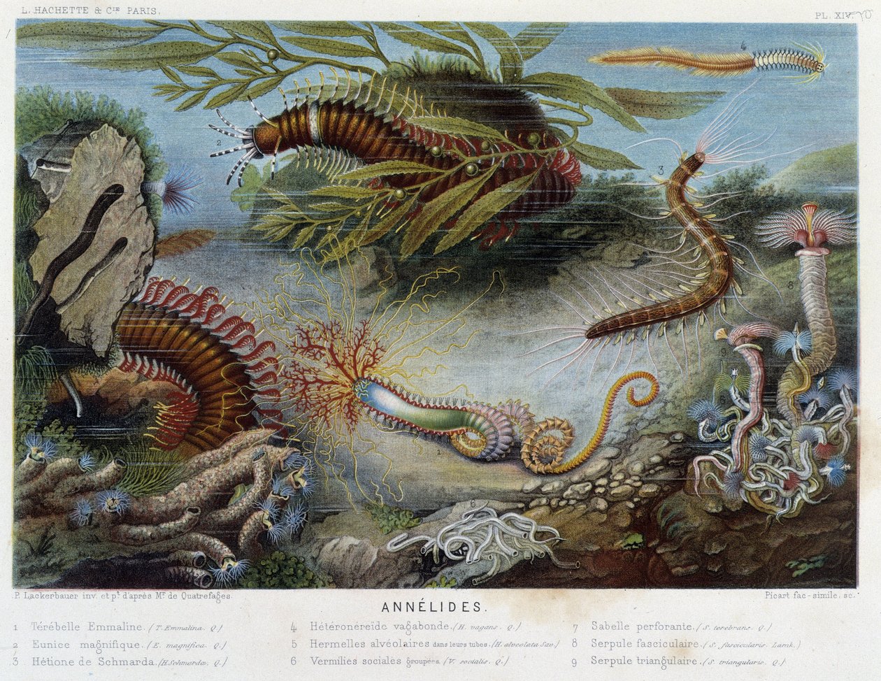 Sunapte de Duvernoy - in “The World of the Sea” by Alfred Fredol, ed. Paris, Hachette by French School