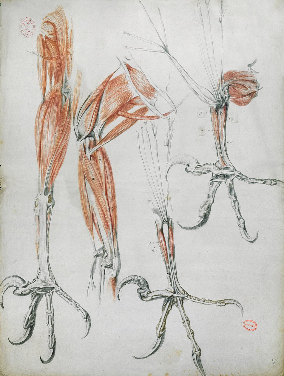 Talons of an Eagle, from La Mecanique des Animaux by Claude Perrault by French School