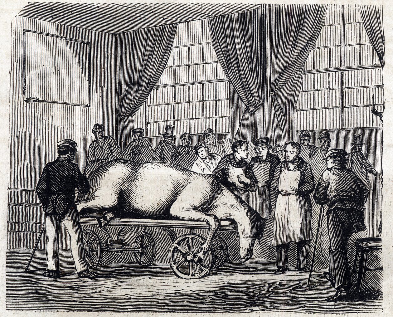 The National veterinary school of Alfort - Les grandes écoles de France - école veterinaire de maison alfort en 1866 - la salle d