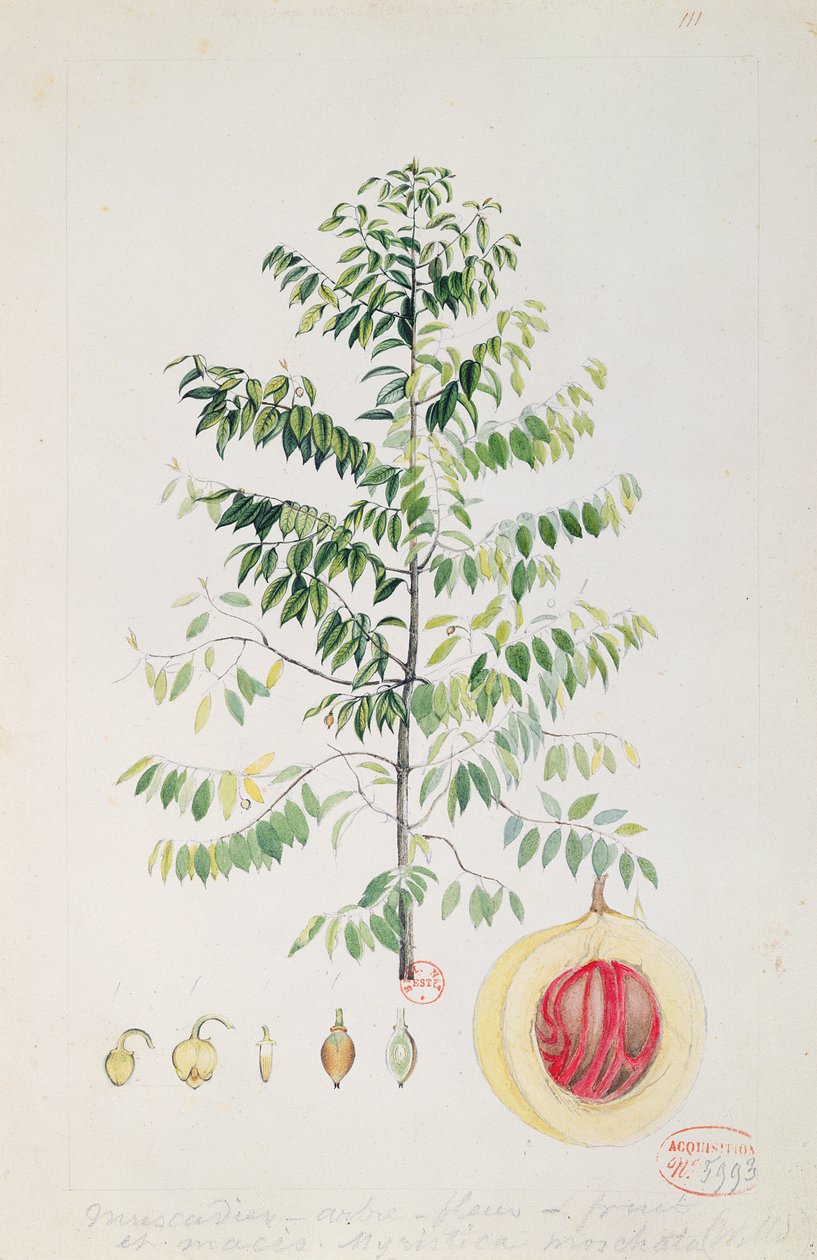The Nutmeg Tree, Flower and Fruit by French School