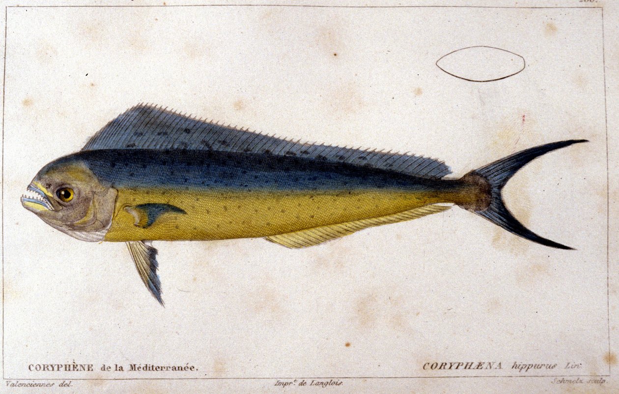 The Coryphene of the Mediterranean after 