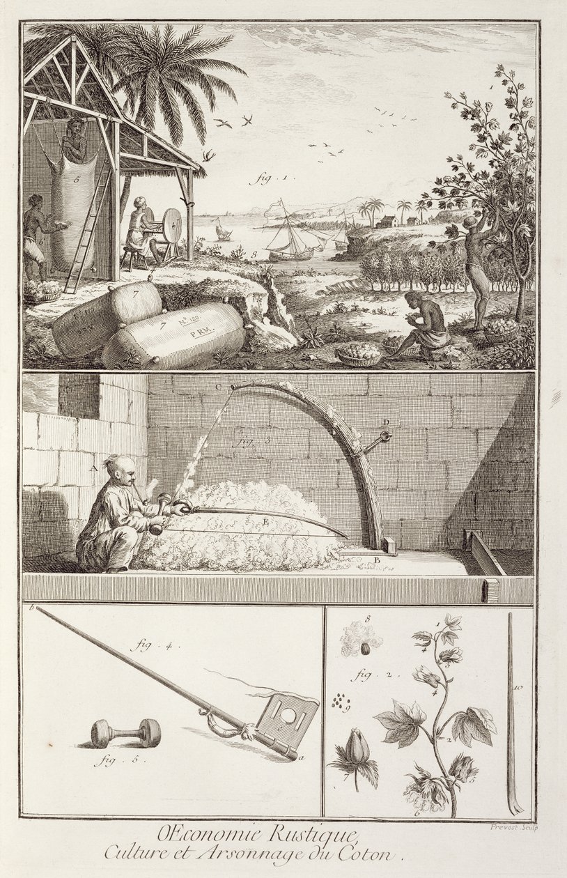 The cultivation of cotton, from the Encyclopedia by Denis Diderot, engraved by A. Provost by French School