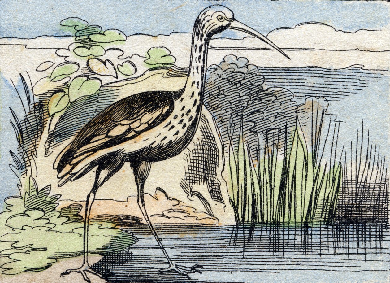 The Curlew (Engraving in "Buffon Alphabet des Oiseaux n 2") by French School