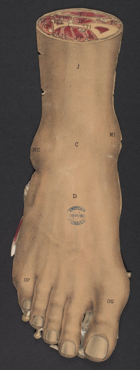 The foot, from 'A Movable Atlas showing the bones and ligaments of the ...