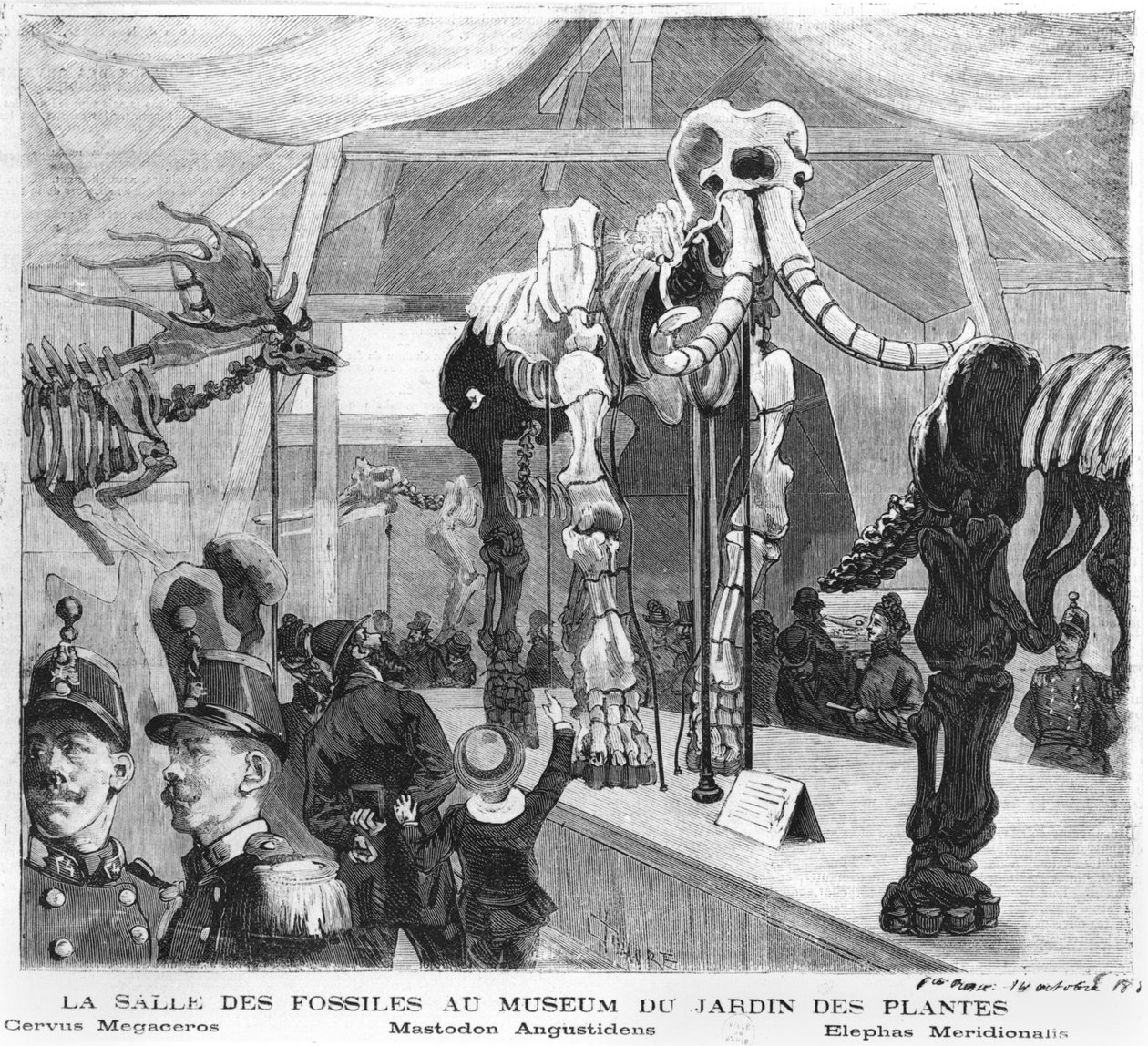 The fossil room at the Museum of Natural History in Paris, c.1880 by French School