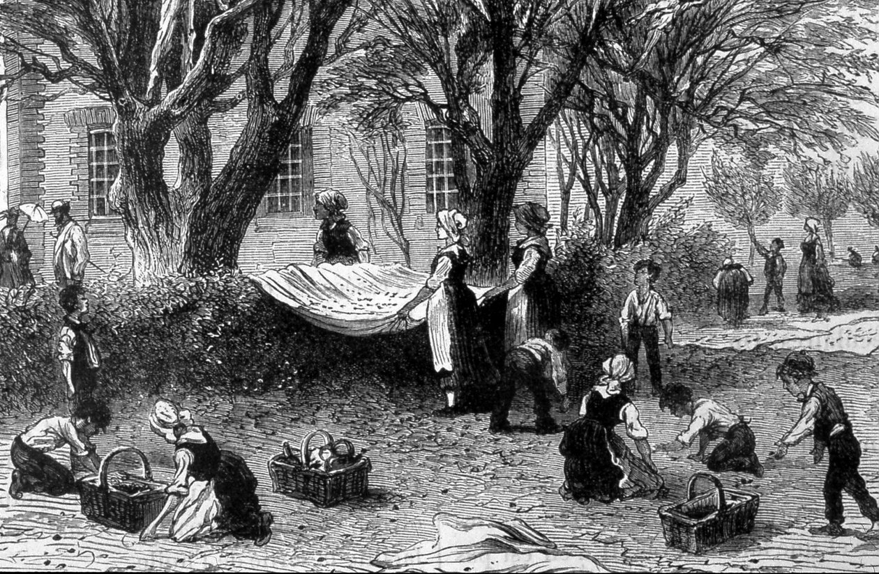The Harvest of Olives in Provence - in “The Wonders of Industry”, late 19th century by French School