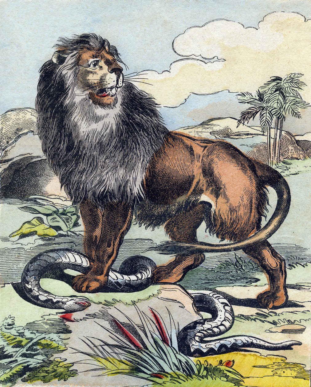 The Lion (Engraving in "Buffon Alphabet des Animaux") by French School