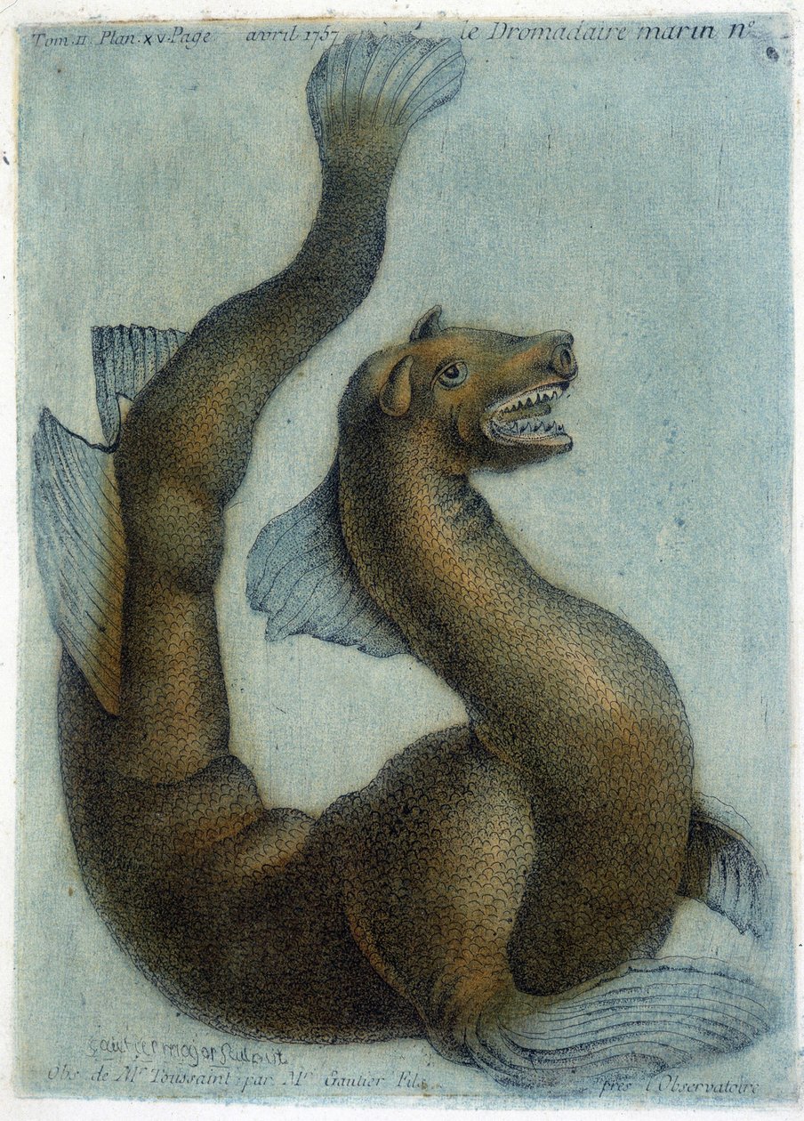 The marine camel. Illustration by M. Toussaint (1756) in 