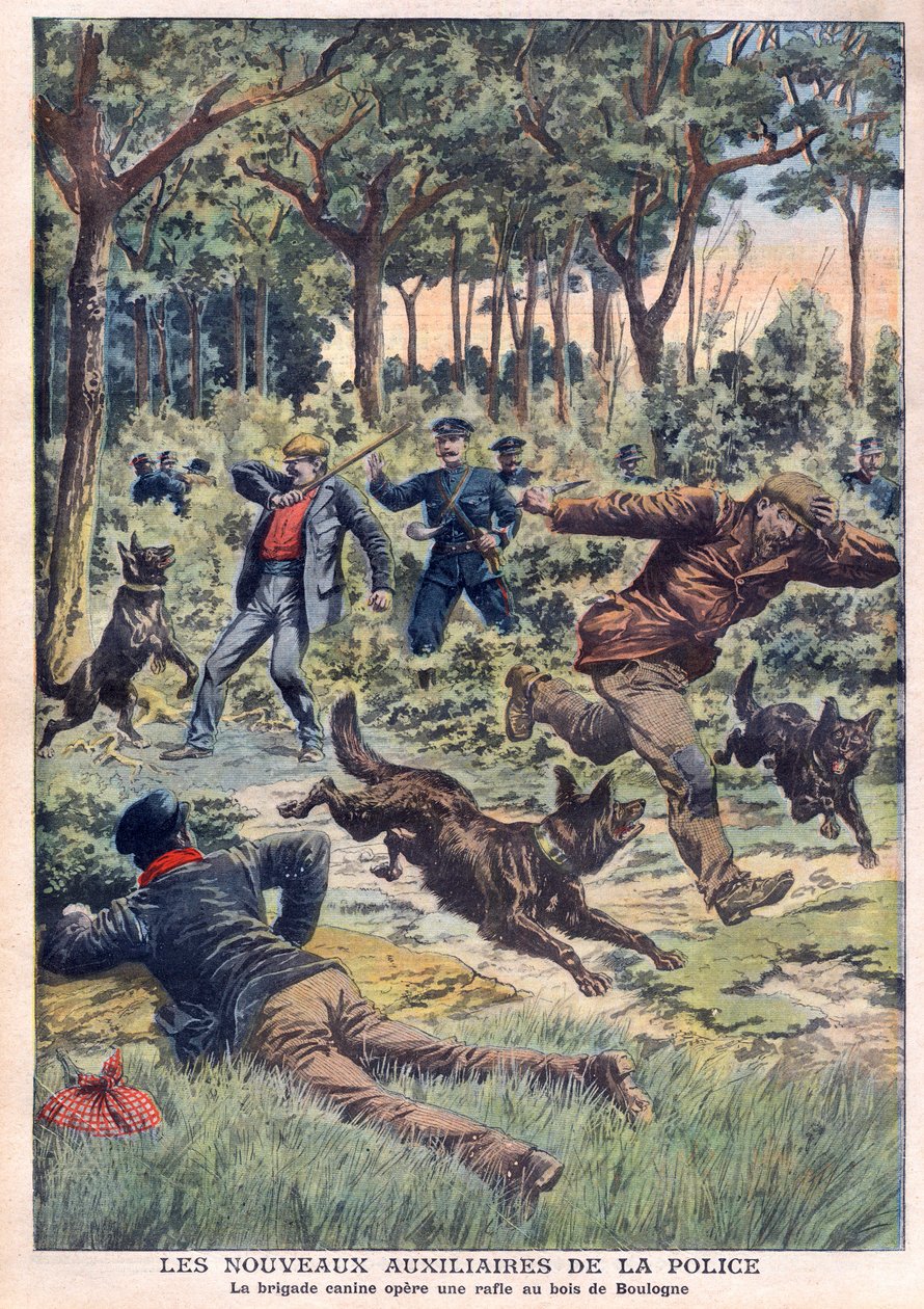The new police auxiliaries: the canine brigade operates a roundup at the Bois de Boulogne, illustration from 