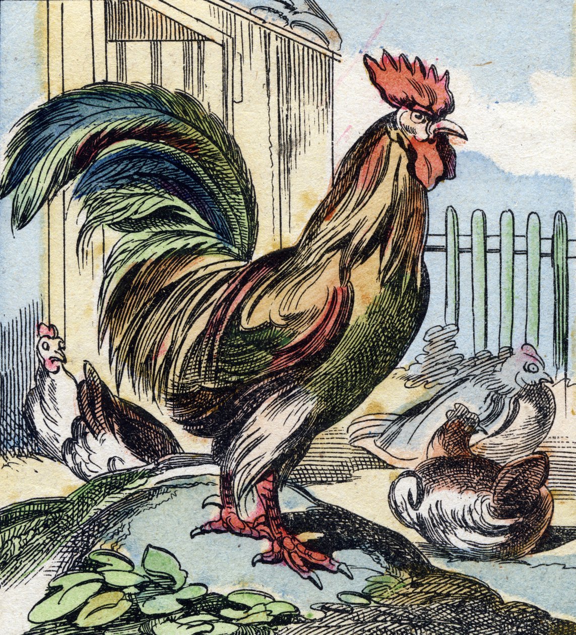 The Rooster (Engraving in "Buffon Alphabet des Oiseaux n 2") by French School