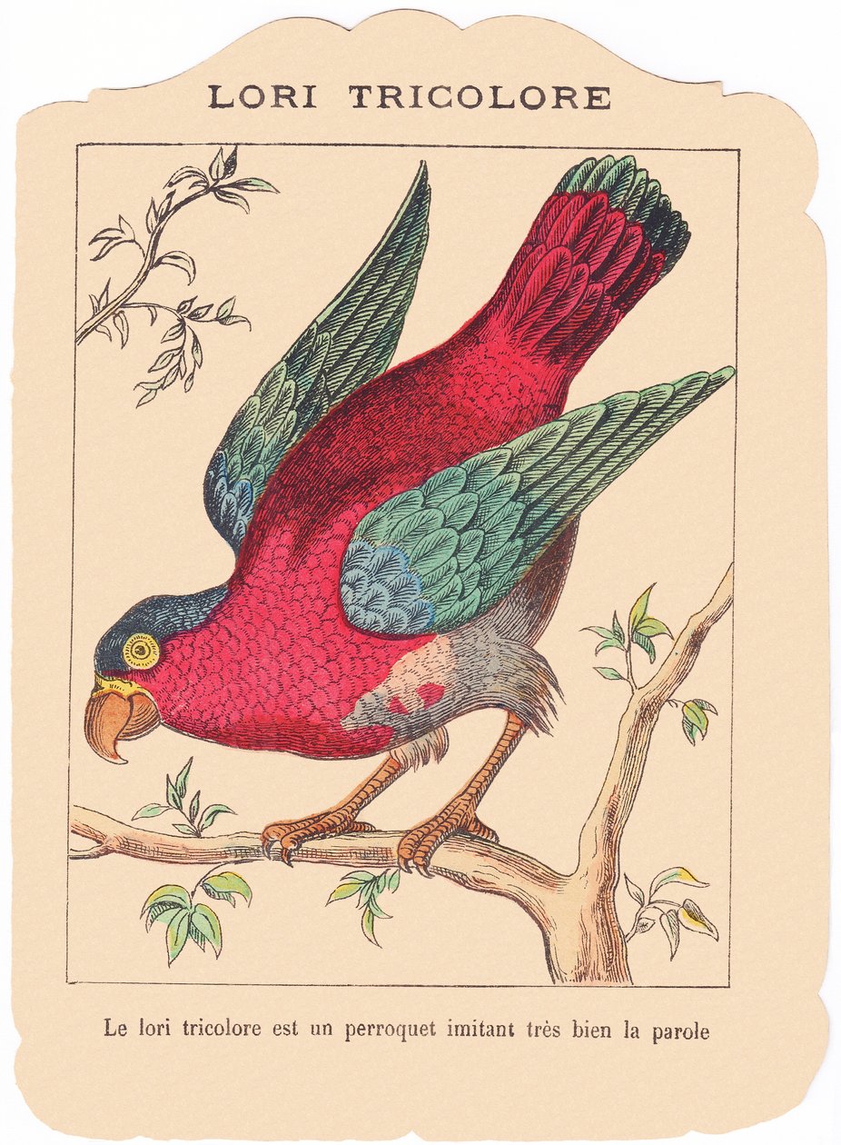 The tricolor lorry is a parrot that imitates speech very well, late 19th century by French School