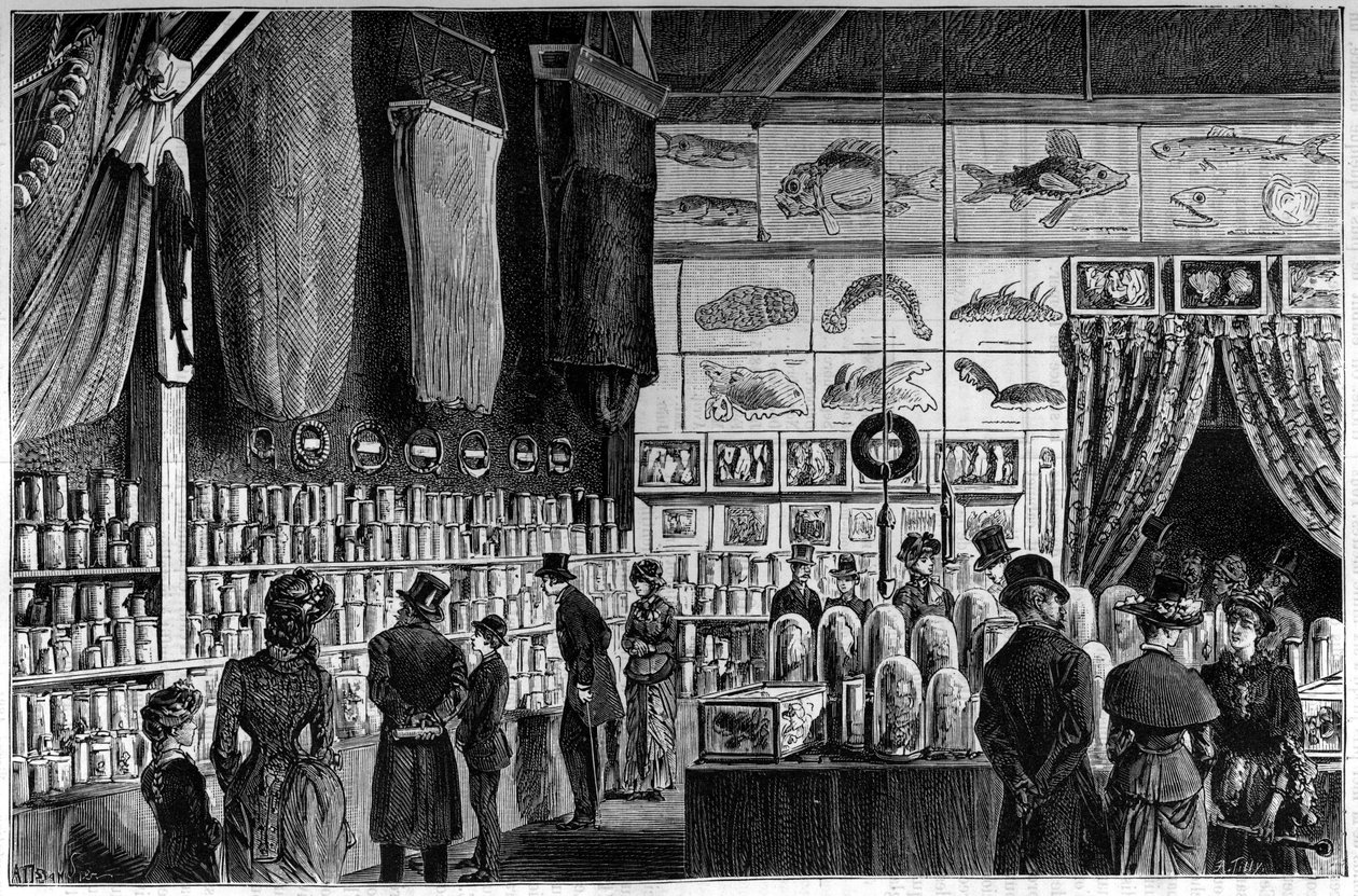 The zoological exhibition at the Natural History Museum in Paris, collections gathered during the scientific expeditions of the Worker and Talisman ships by French School