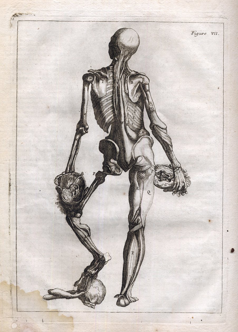 This Figure Can Satisfy the Curiosity of Those Who Want to See the Body Stripped to the Bones - Engraving in 