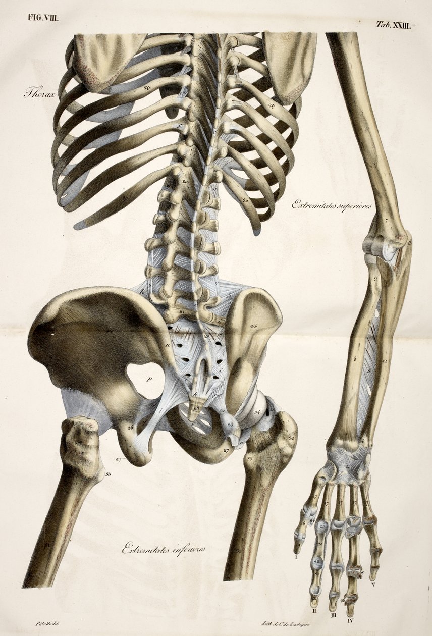Thorax, from Planches anatomiques du corps humain executées d