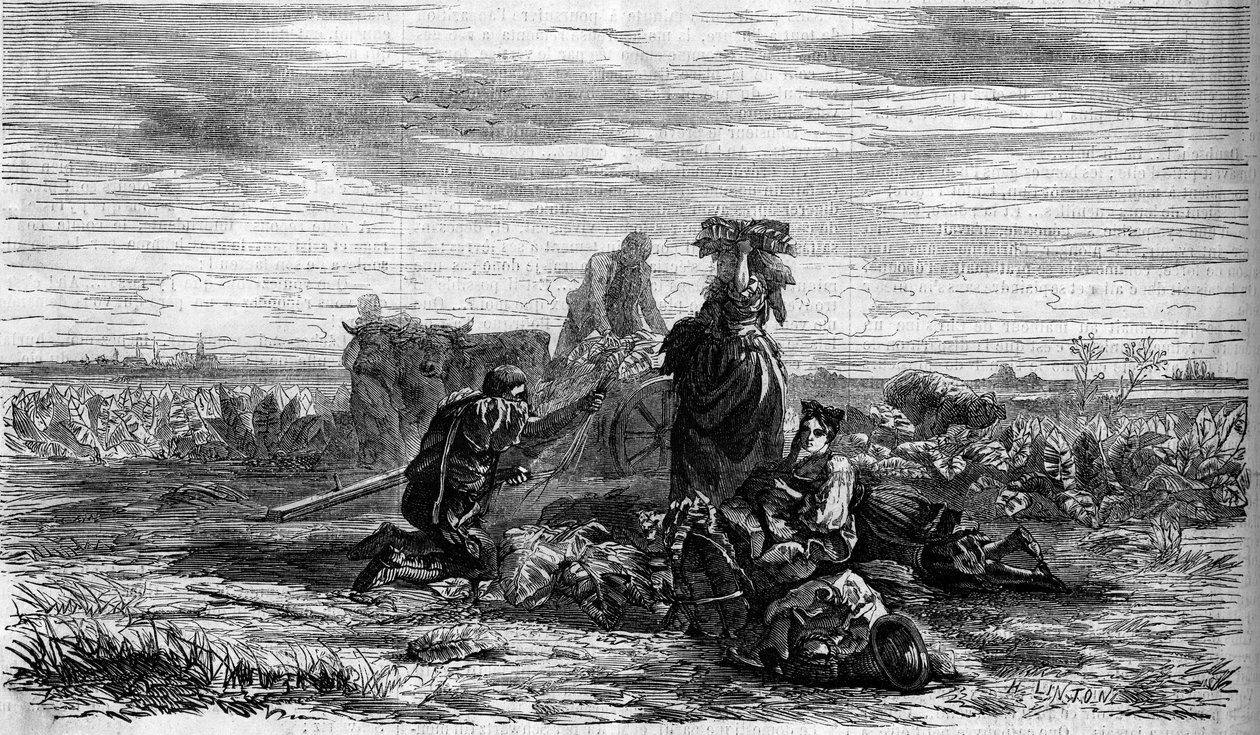 Tobacco cultivation: la recolte. Engraving in Le Monde Illustré n°155 of March 31 by French School