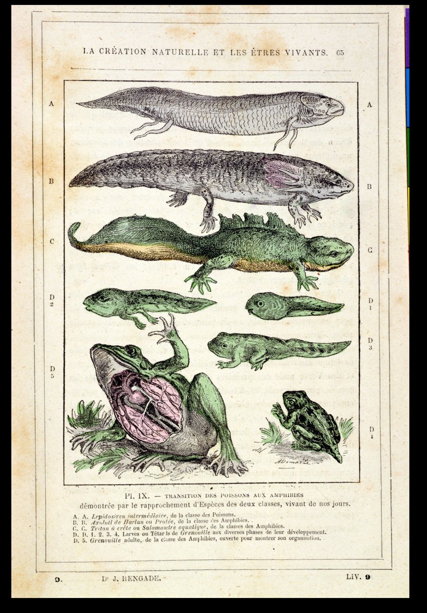 Transition of Fish into Amphibians, from a Book by Dr. Rengade by French School
