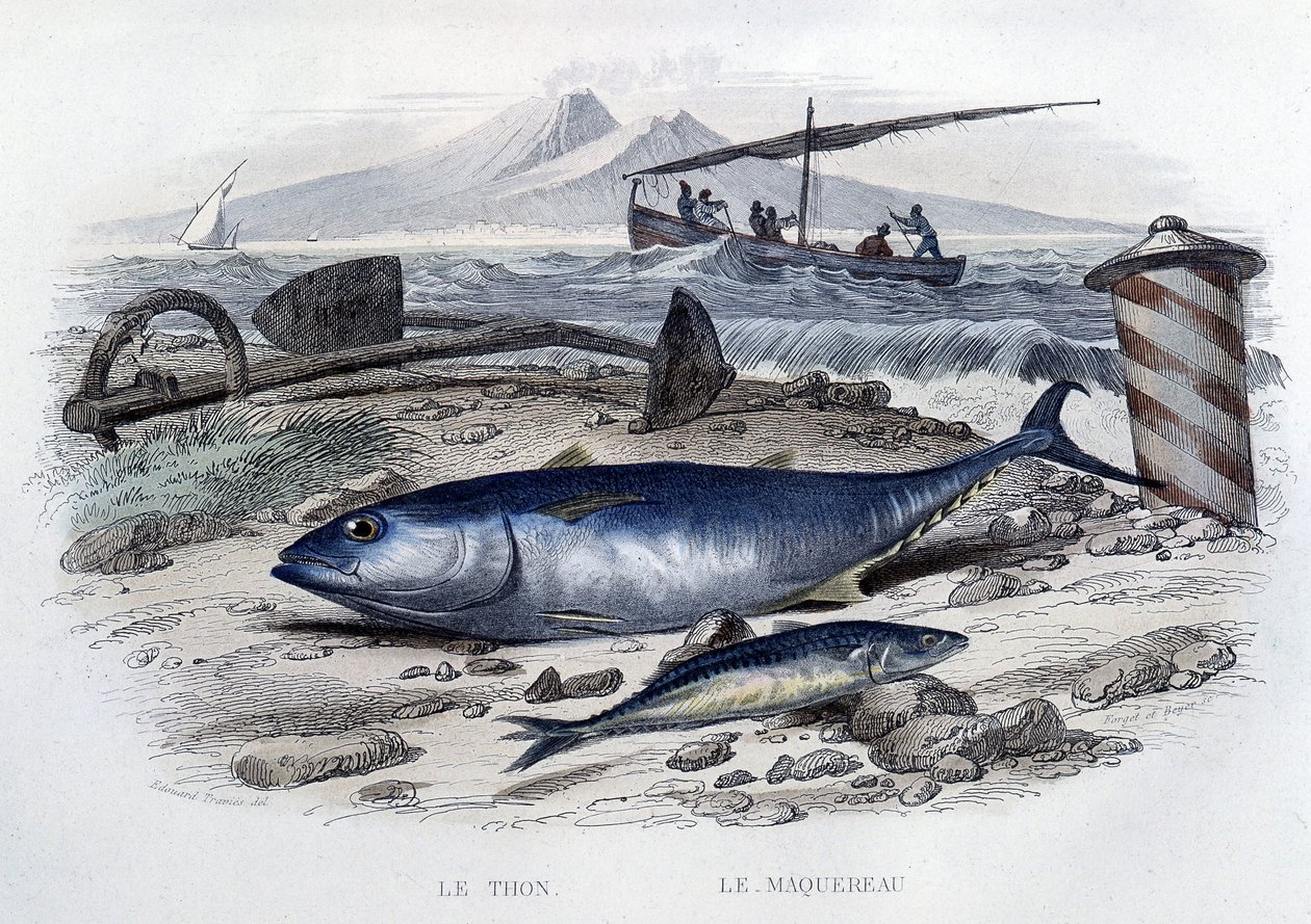 Tuna and mackerel, from 