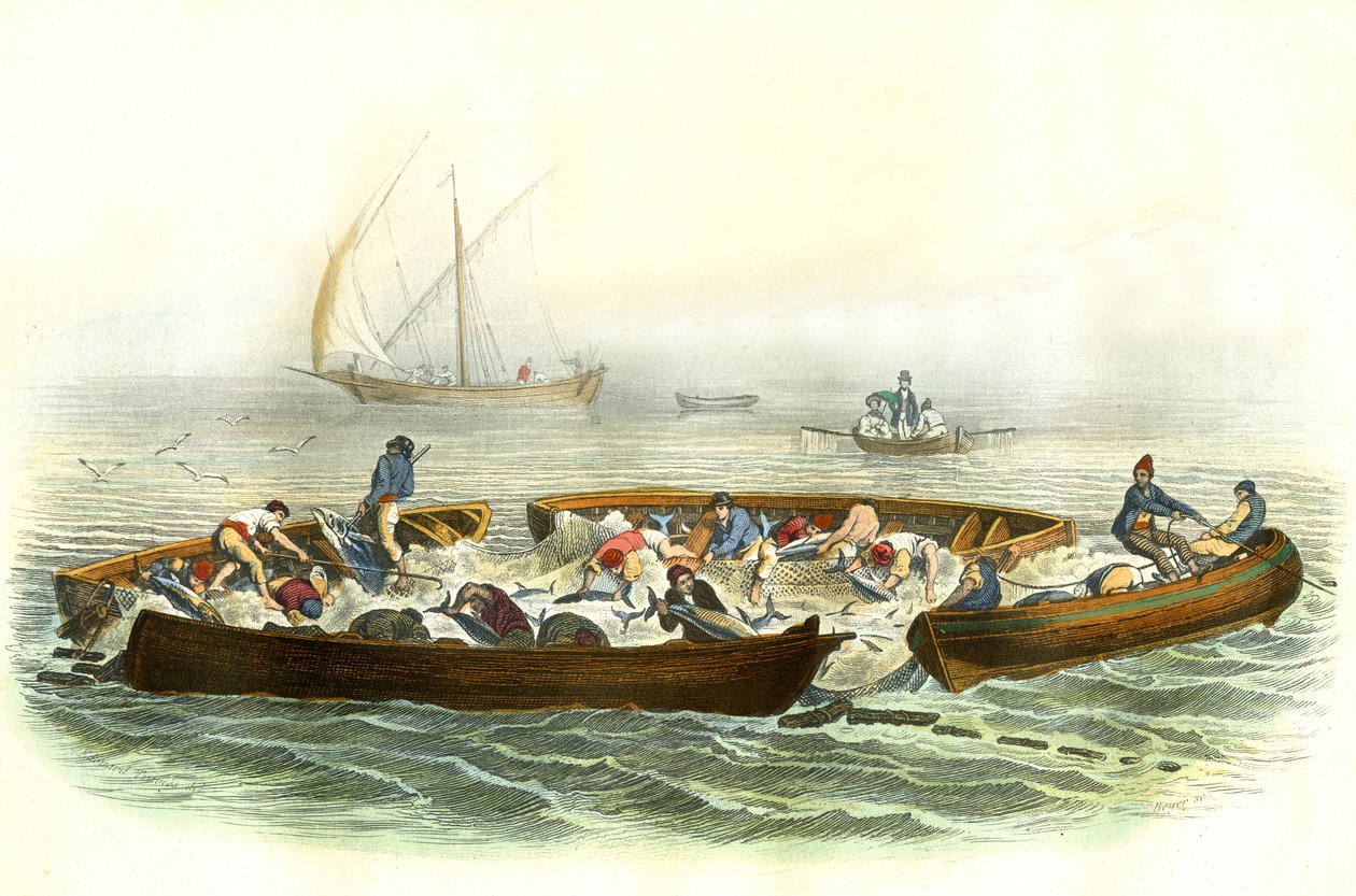 Tuna fishing or magrague - Plate extracted from Natural History by Bernard Germain de Lacepede by French School