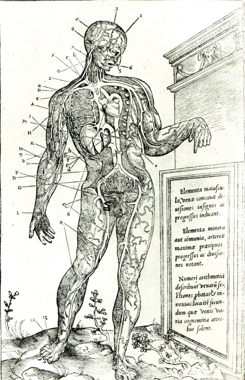 Vascular System according to Charles Étienne, from De dissectione partium corporis humani libri tres, 1545 by French School