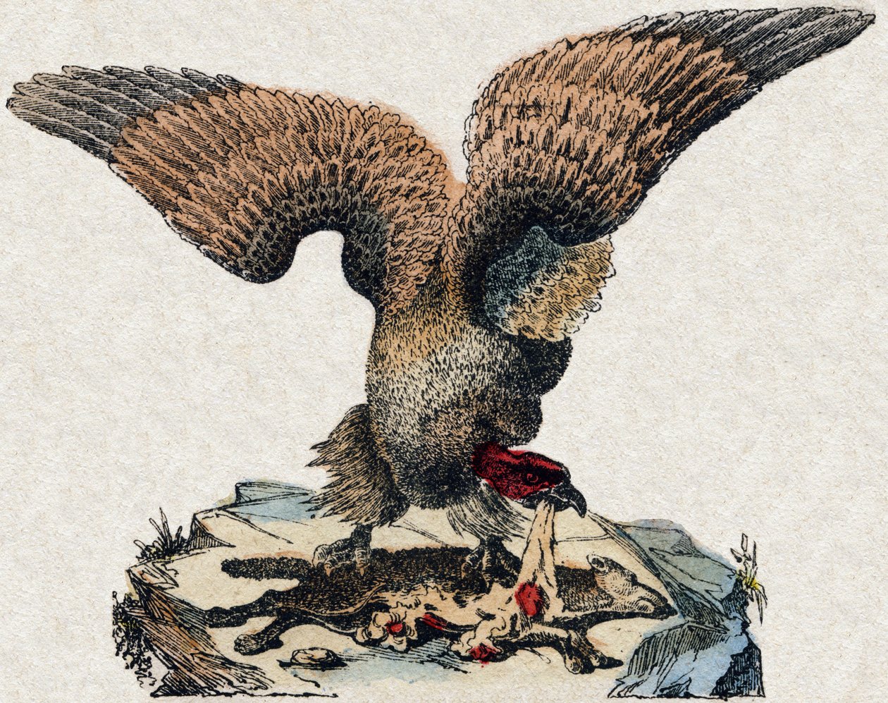 Vulture. Engraving in 