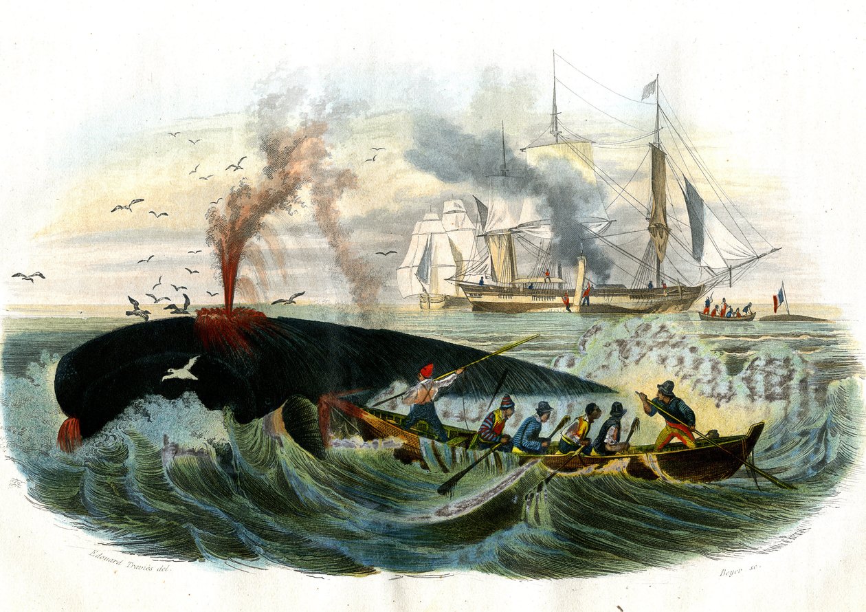 Whale Fishing, Plate from Natural History by Bernard Germain de Lacepede by French School