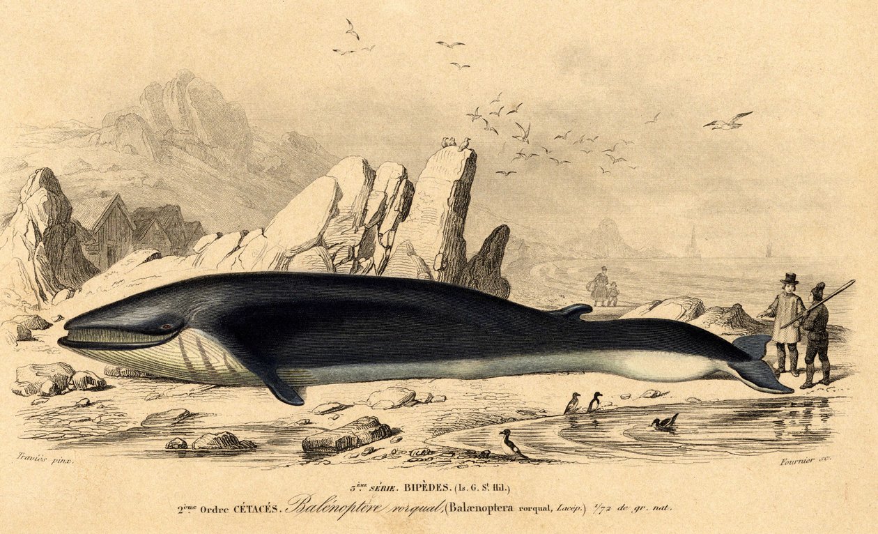 Whale or Baleinoptere by French School
