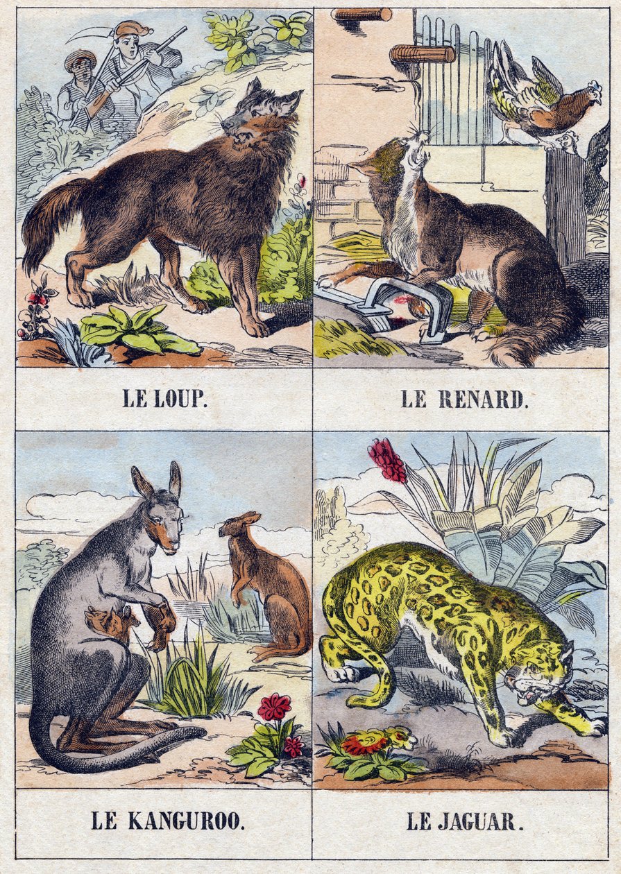 Wolf; Fox; Kangaroo; Jaguar (Engraving in "Buffon Alphabet des Animaux") by French School
