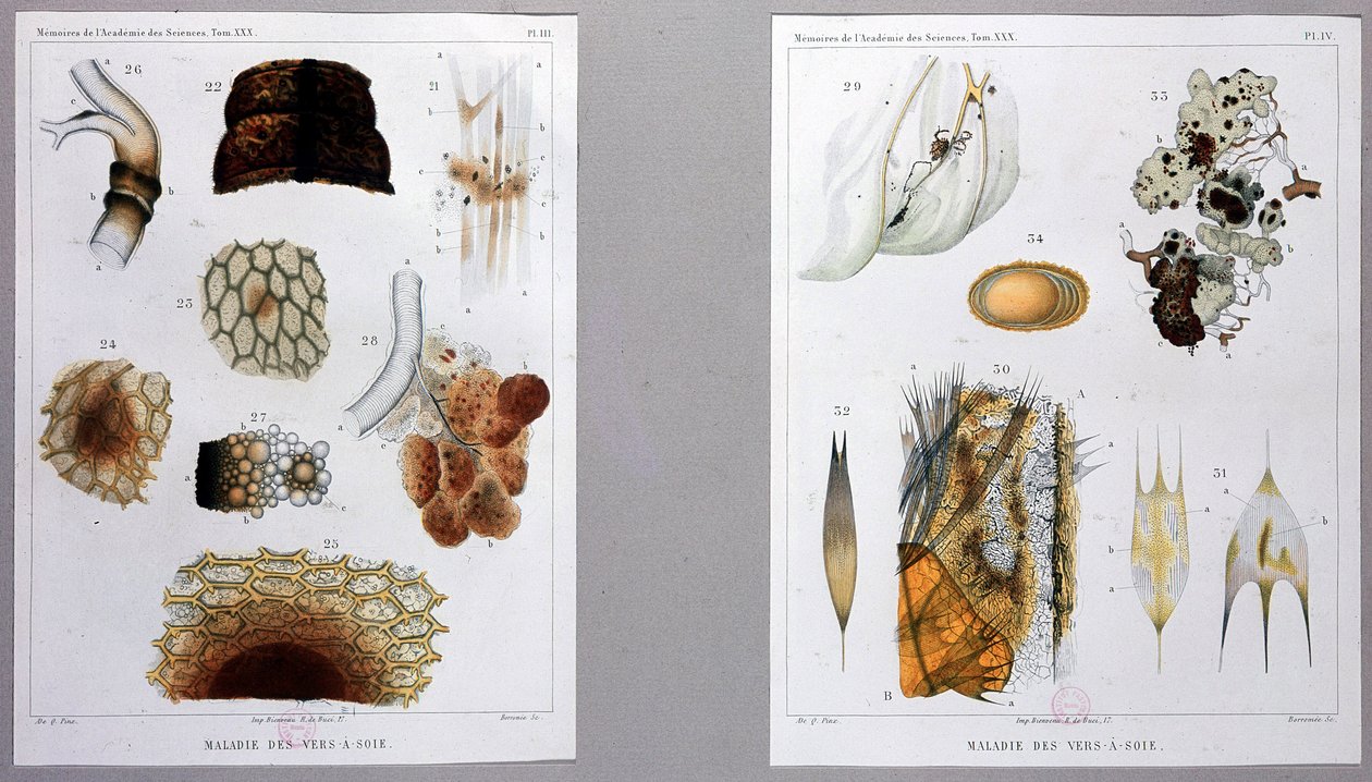Work on Silkworm Disease Presented by Pasteur at the Academy of Sciences by French School