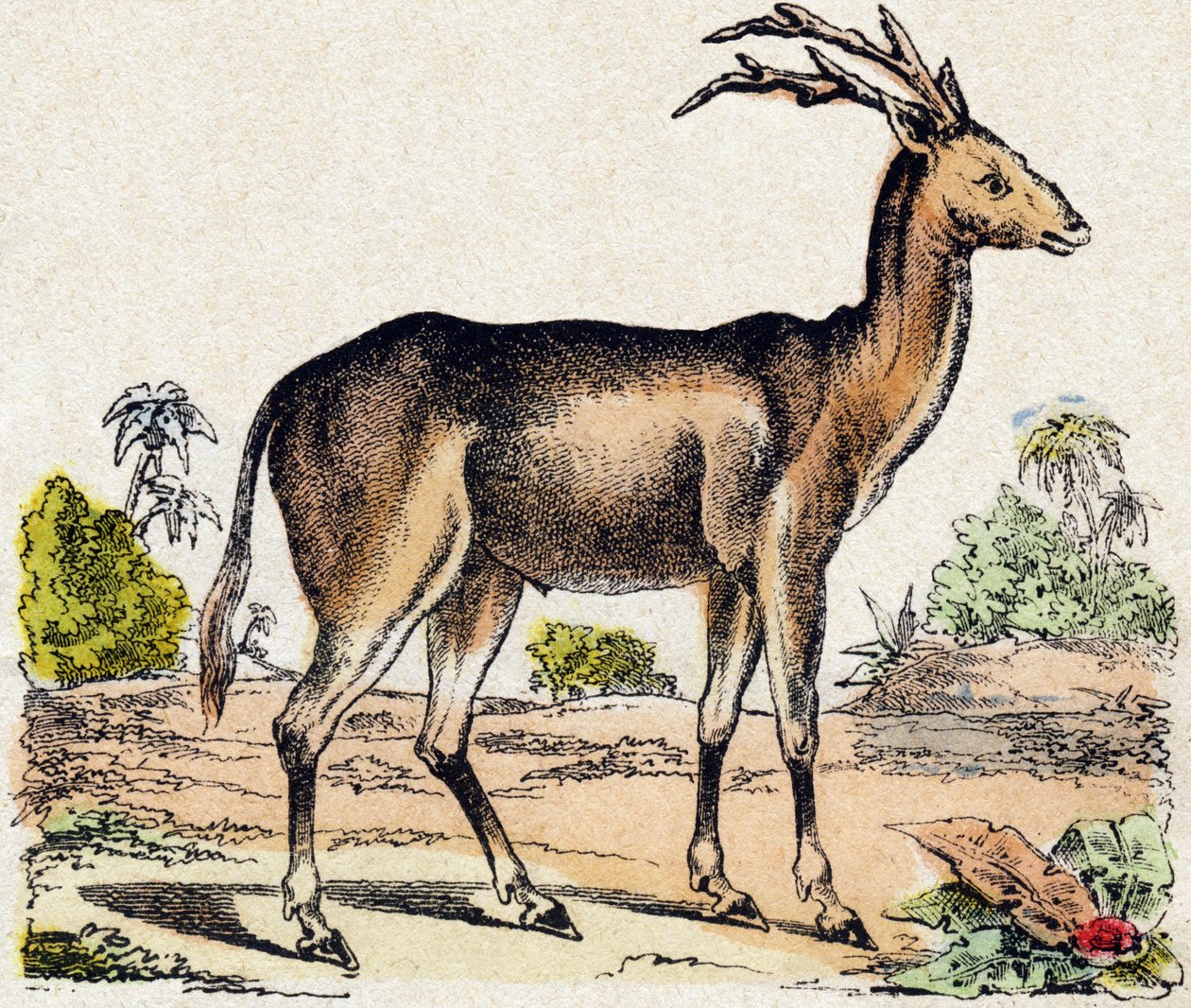 Xantarus. Engraving in 