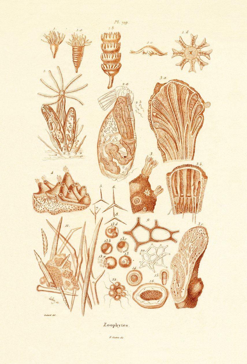 Zoophytes by French School