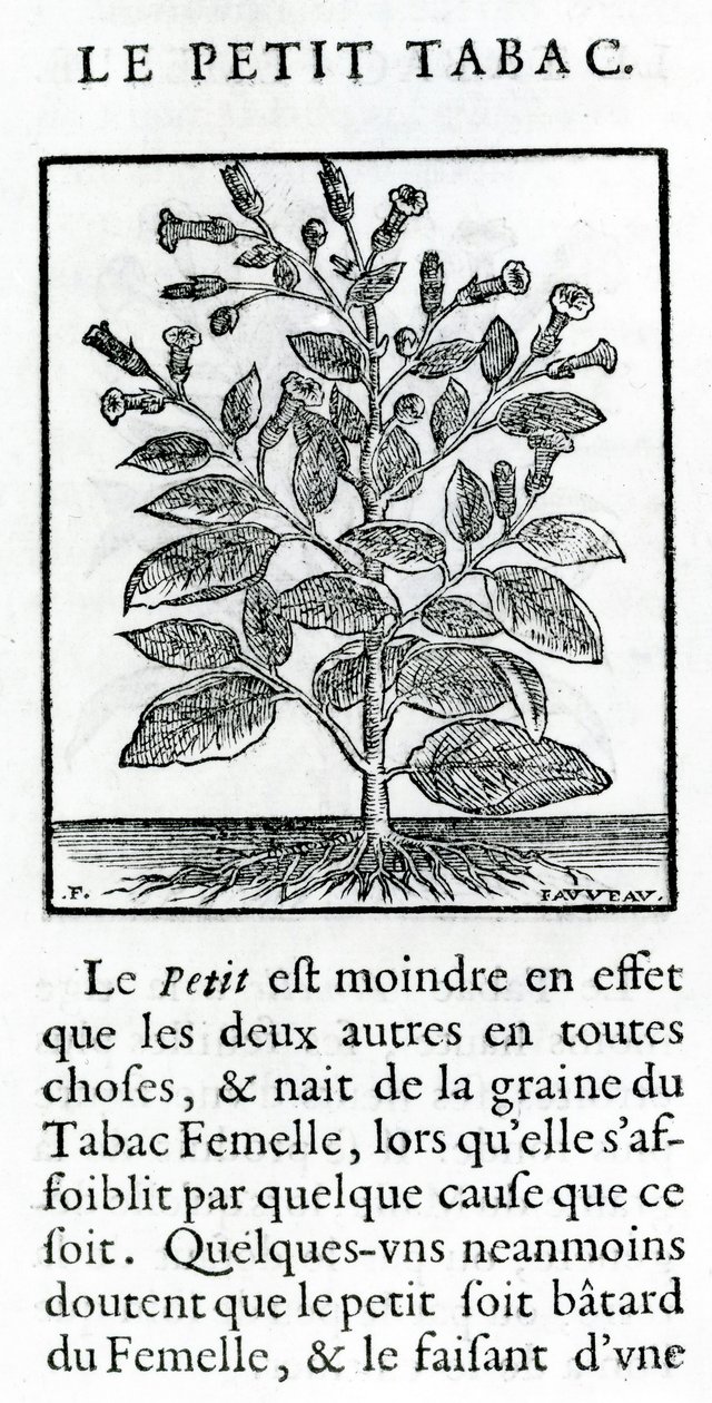 Le Perit Tabac, Illustration from Discours du Tabac by Jean Le Royer de Prade, 1671 by French School