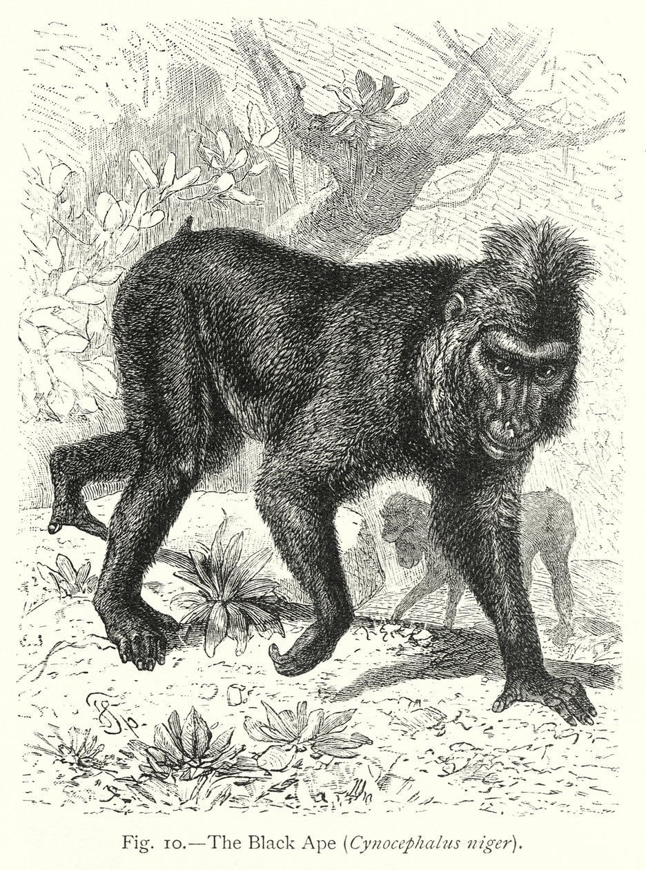 The Black Ape (Cynocephalus Niger) by Friedrich Specht