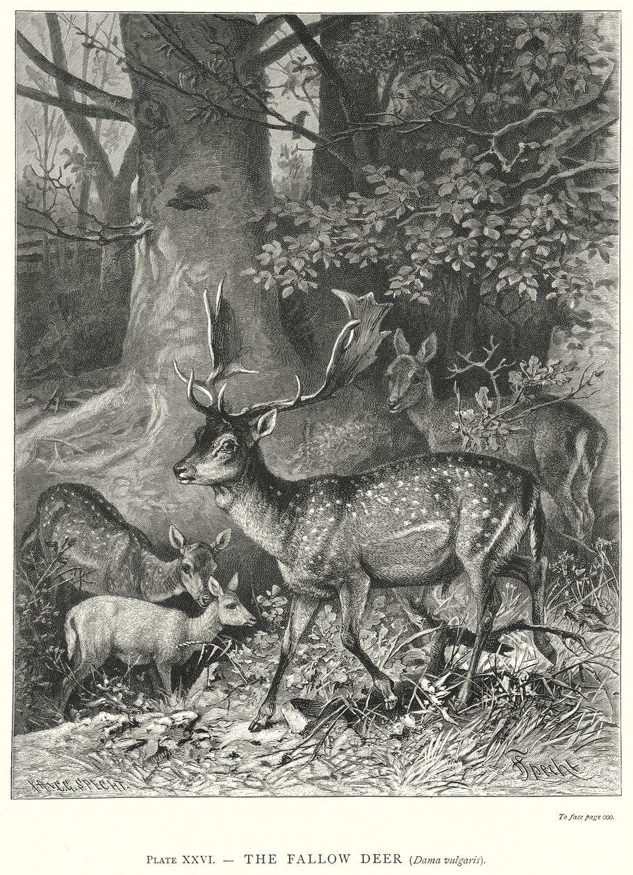 The Fallow Deer (Dama Vulgaris) by Friedrich Specht