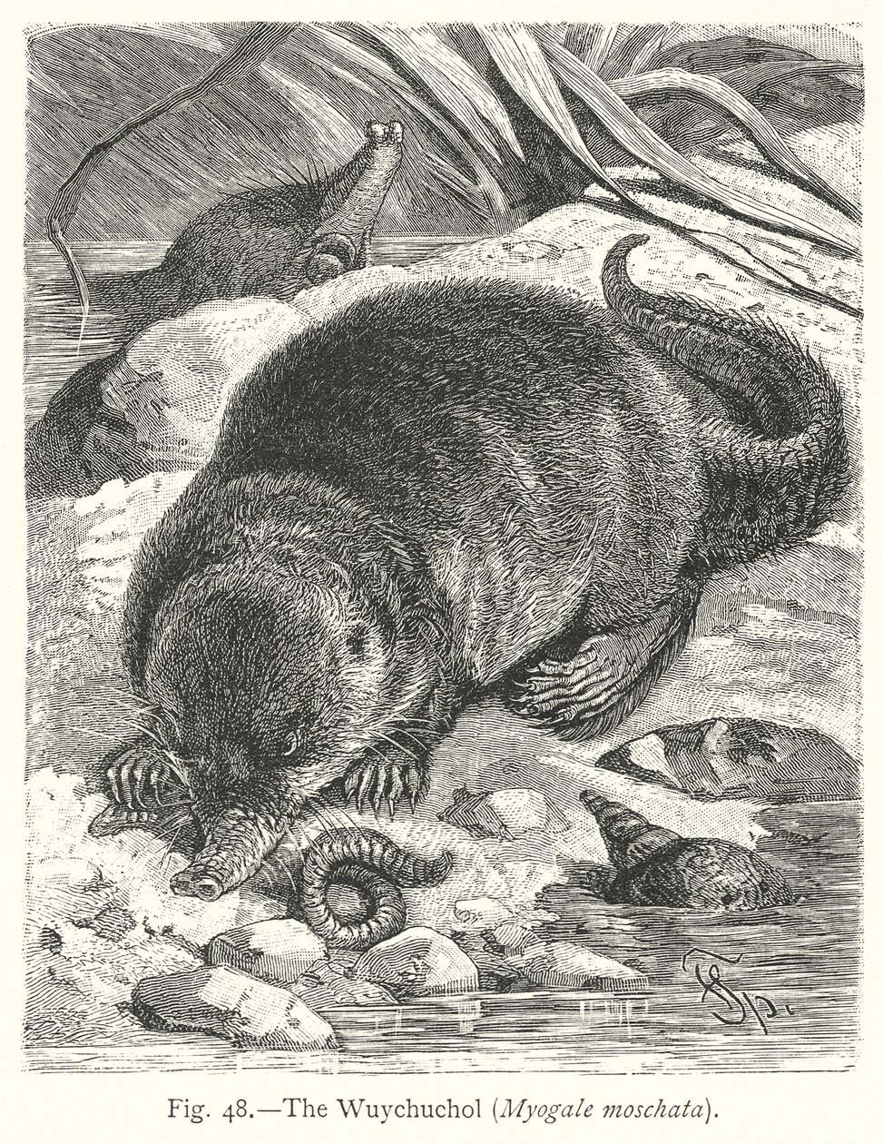 The Wuychuchol (Myogale Moschata) by Friedrich Specht