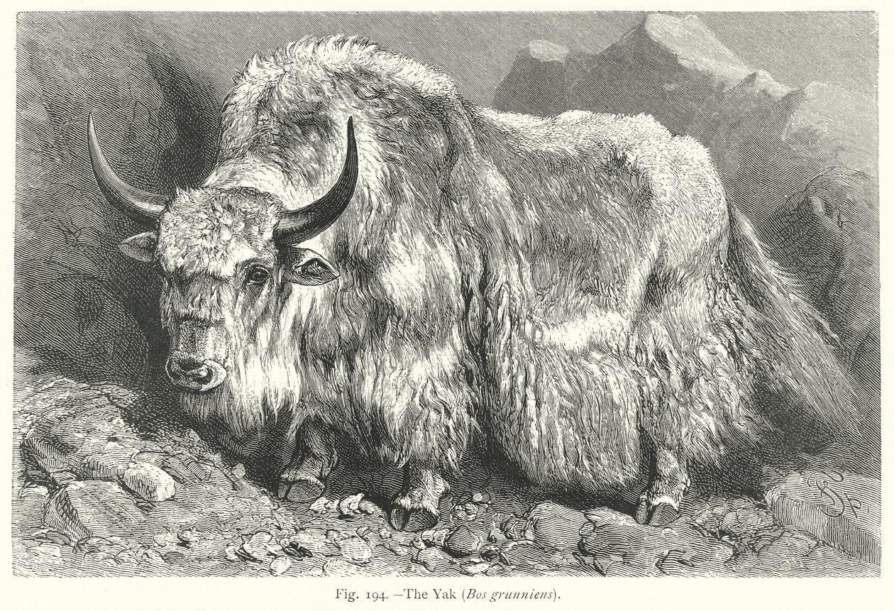 The Yak (Bos Grunniens) by Friedrich Specht
