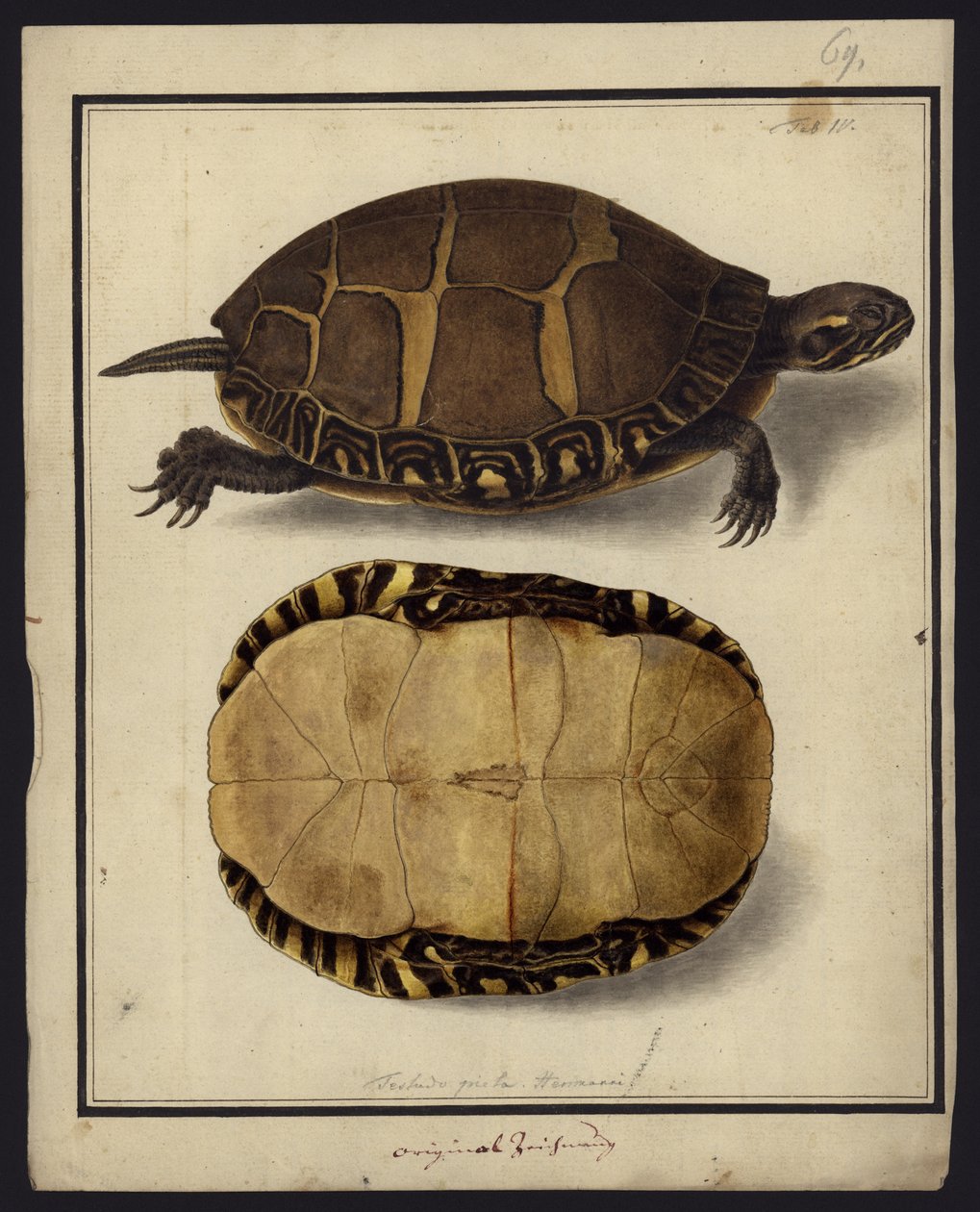 Chrysemys Picta by Friedrich Wilhelm Wunder