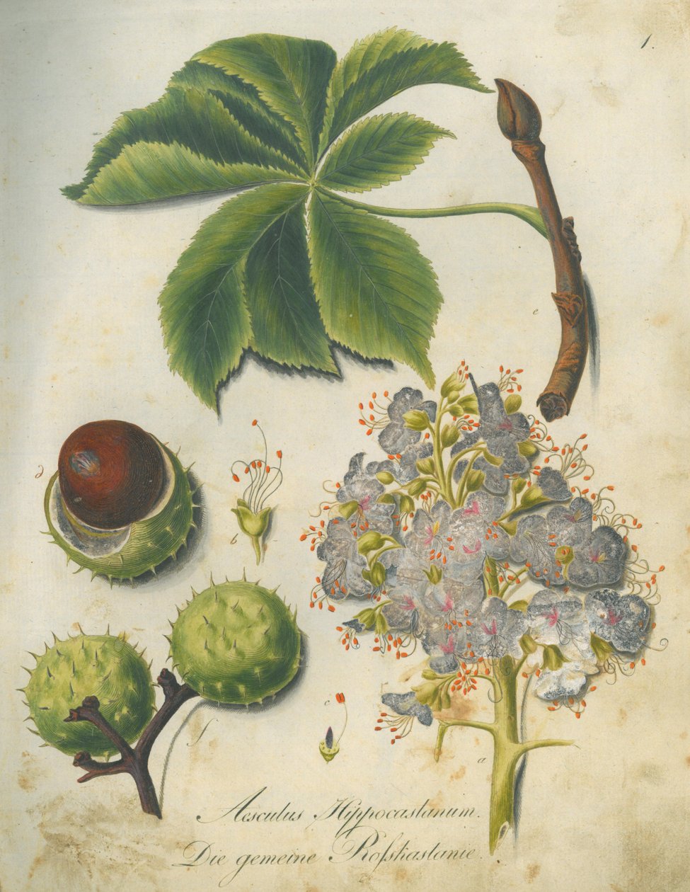Horse Chestnut (Aesculus hippocastanum) by G.F. Abel I. D. Reiter