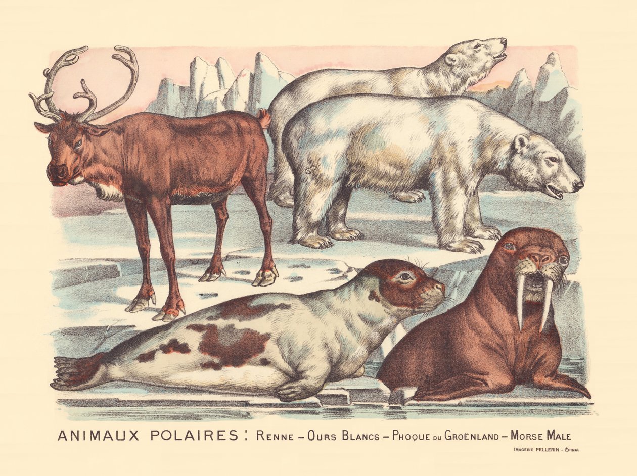 Page 14: Polar Animals: Reindeer, Polar Bears, Harp Seal, Male Walrus by Gabriel Gostiaux