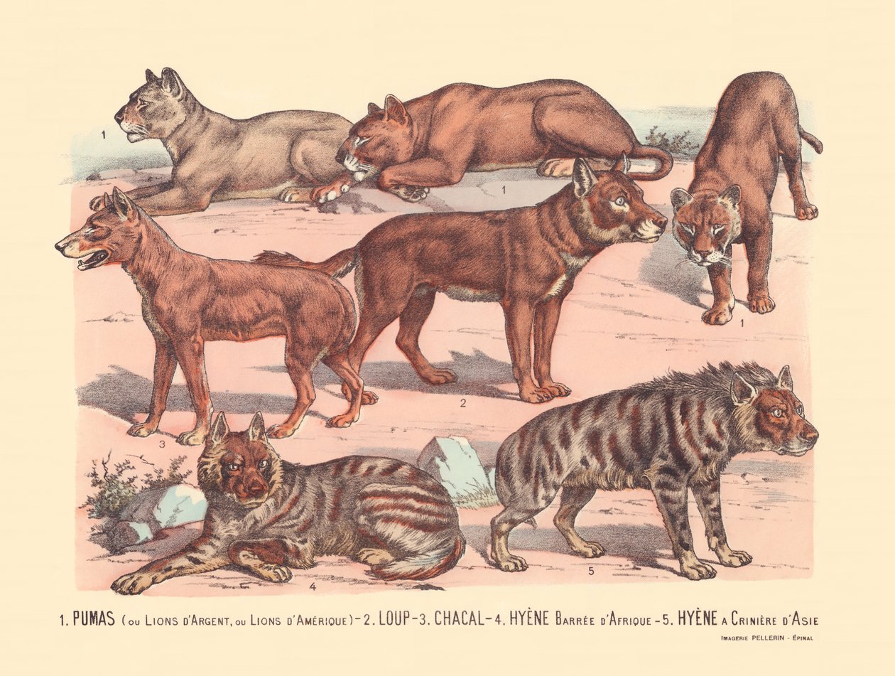 Page 13: Pumas or Silver Lions or American Lions, Wolf, Jackal, African Barred Hyena, Asian Mane Hyena by Gabriel Gostiaux