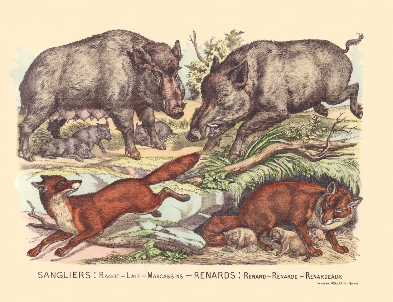 Page 9: Wild boars: gossip, lard, marcassins Fox: fox, fox, fox by Gabriel Gostiaux