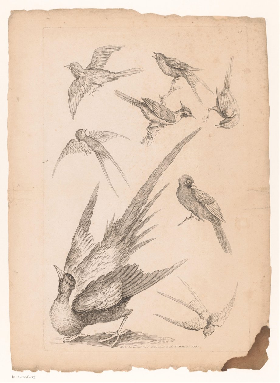 Eight Chinese Birds, Including Possibly Birds of Paradise by Gabriel Huquier (attributed to)