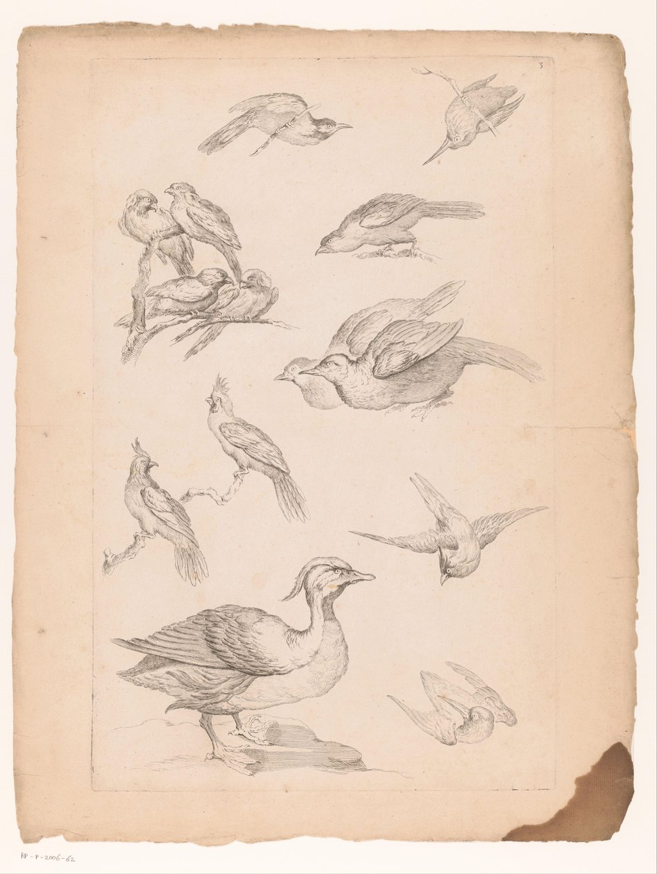 Fourteen Chinese Birds, Including Ducks and Kingfishers by Gabriel Huquier (attributed to)