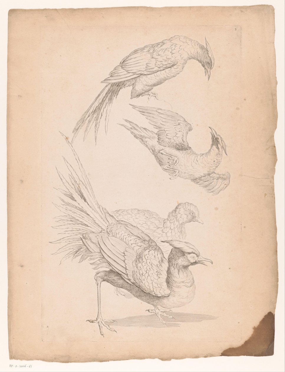 Four Chinese Birds, Possibly Birds of Paradise (Various Chinese Birds) (Book of Different Species of Birds from China) by Gabriel Huquier (attributed to)