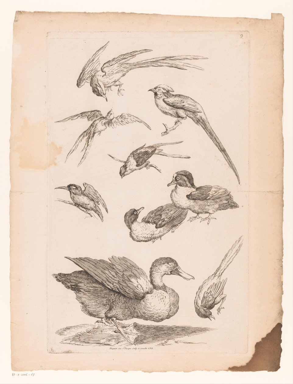 Nine Chinese Birds, Including Ducks, a Kingfisher, and Possibly Birds of Paradise by Gabriel Huquier