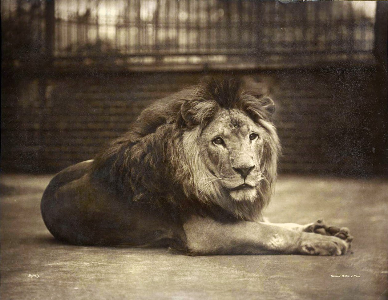 Portrait of Majesty by Gambier Bolton