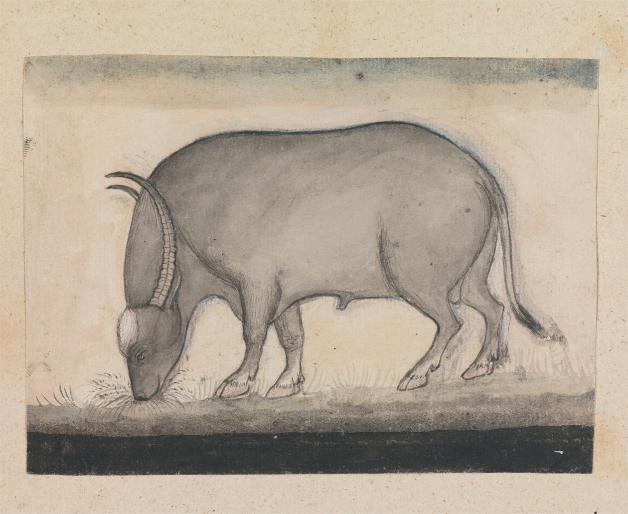 Water Buffalo Grazing by Gangaram Chintaman Tambat