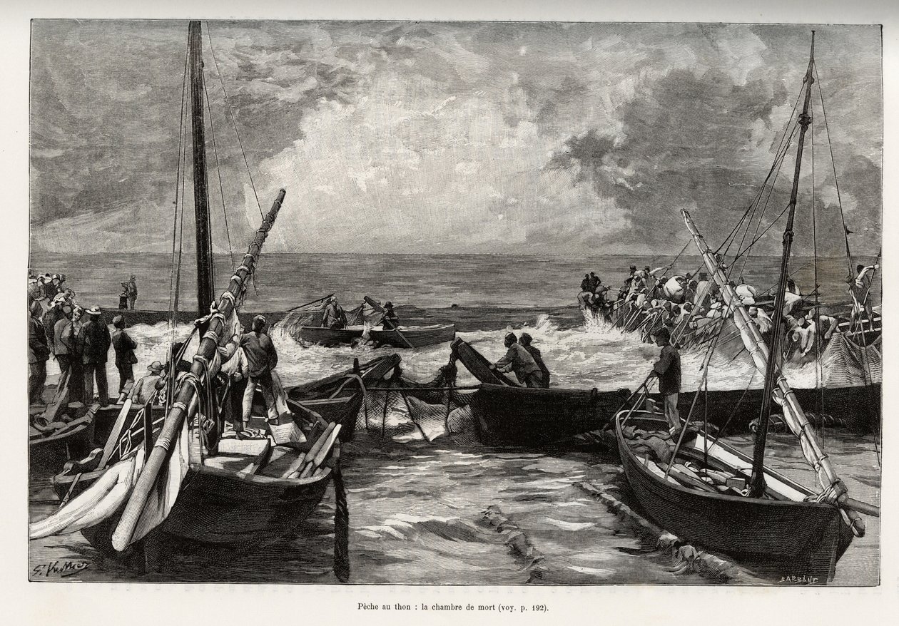Tuna fishing (mattanza): the death chamber, tuna presses in a tight space are covered by the harpoons of the fishermen. Engraving and story 