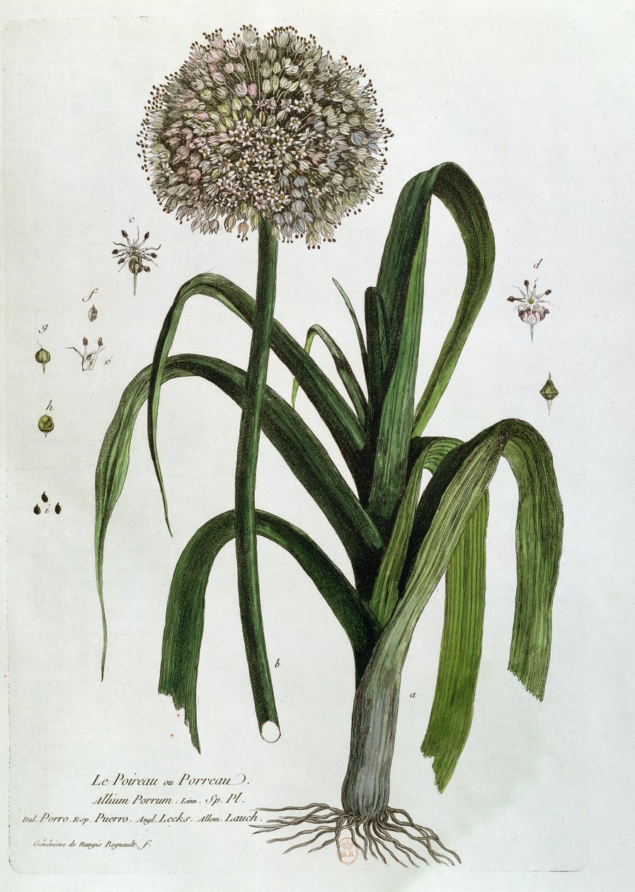 The Leek, from 