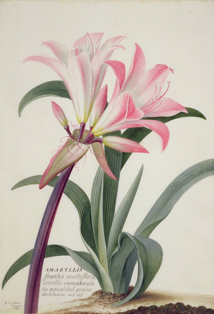 Amaryllis Belladonna, 1761 by Georg Dionysius Ehret