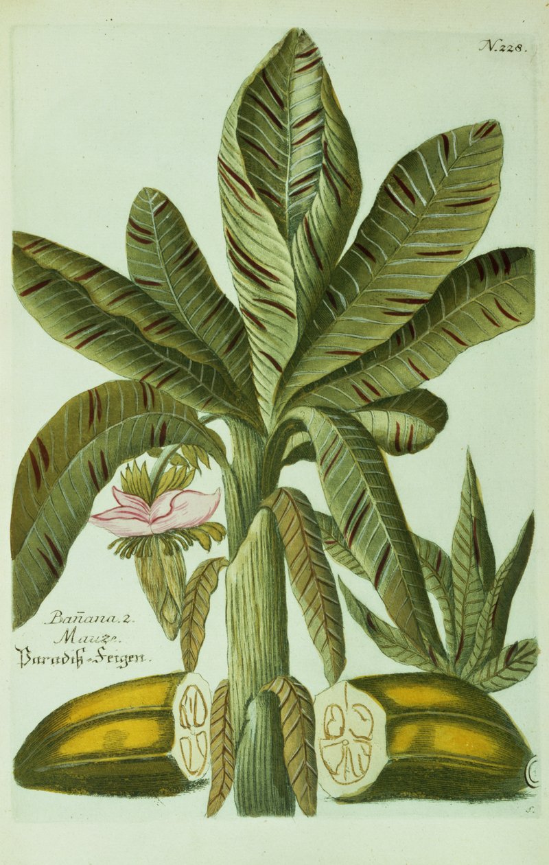 Banana, from J. Weinmann